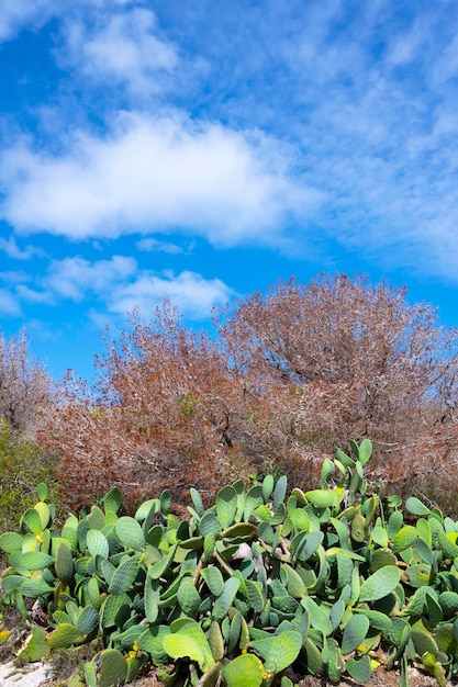 Prickly pear plants in the wild