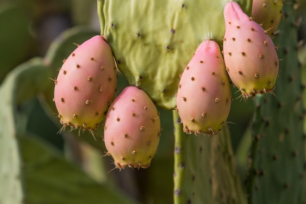 가시 배 (Opuntia ficus-indica)