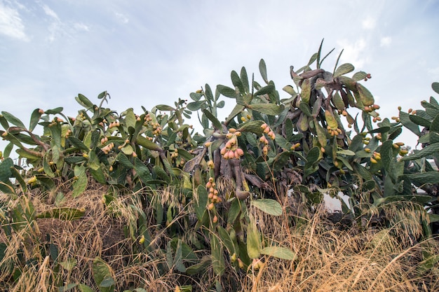 가시 배 (Opuntia ficus-indica)