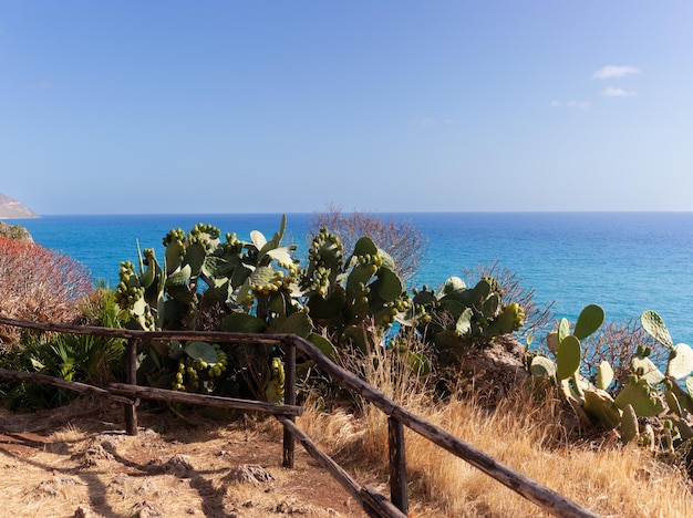 Photo prickly pears in the zingaro nature reserve sicily