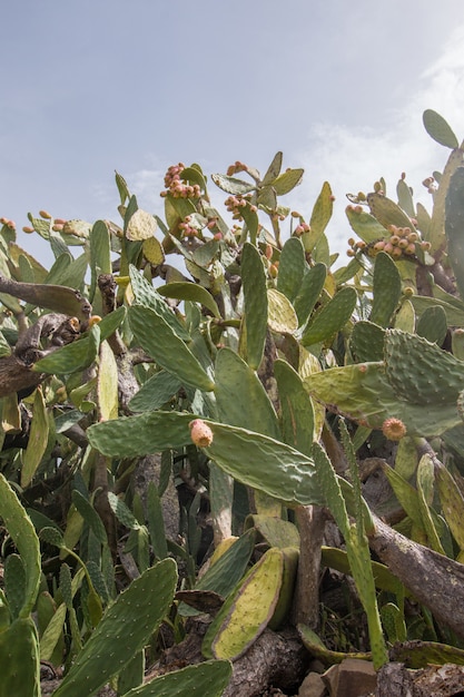 Prickly peren (Opuntia ficus-indica)