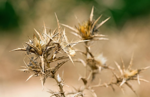 Prickly plant in Israel closeup