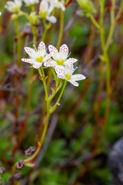 Photo prickly saxifrage a perennial white wildflower with red and yellowish spots arviat nunavut