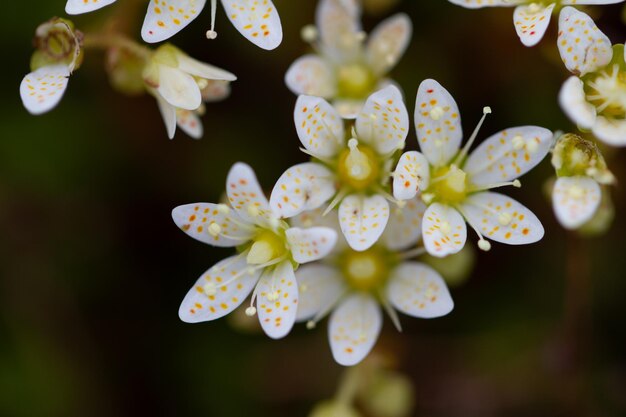 Photo prickly saxifrage small cream coloured flowers with orange spots growing in canadas arctic tundra