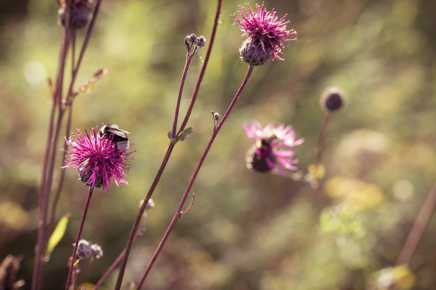 Photo prickly weed is burdock in nature. natural flowery background with forest flower and blurry backdrop. toned image.