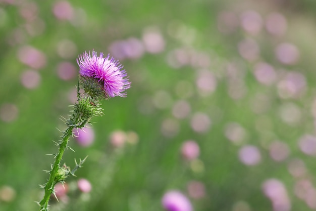 Photo prickly weed is a burdock.