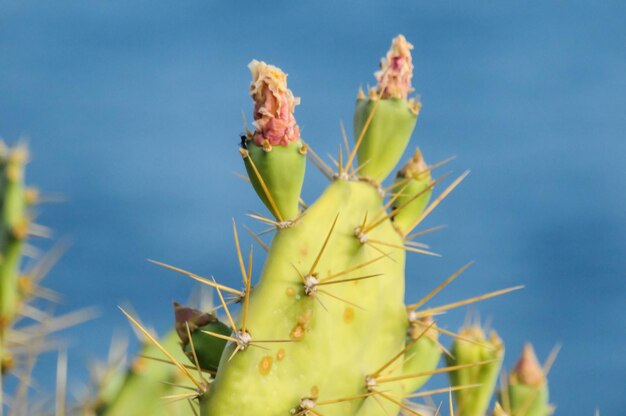 Foto cactus succulente verde selvatico di fichi d'india vicino all'oceano