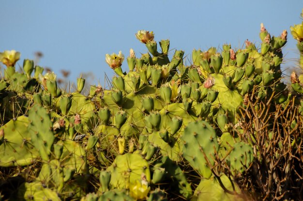 Pricly Pear Wilde Groene Succulente Cactus