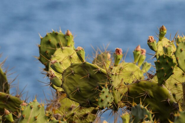 Pricly Pear Wilde Groene Succulente Cactus