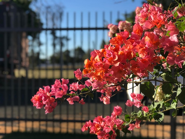 Primavera, Descalvado - SP, Бразилия