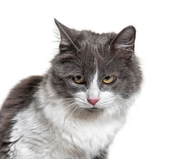Primer plano de un ojo azul de gato cruzado joven