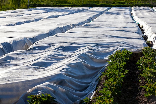 Primitive ways to create a greenhouse in the field