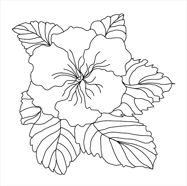 Primrose flower with leaves sketch