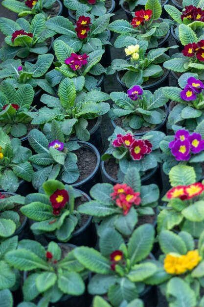 Primrose flowering plants in small pots
