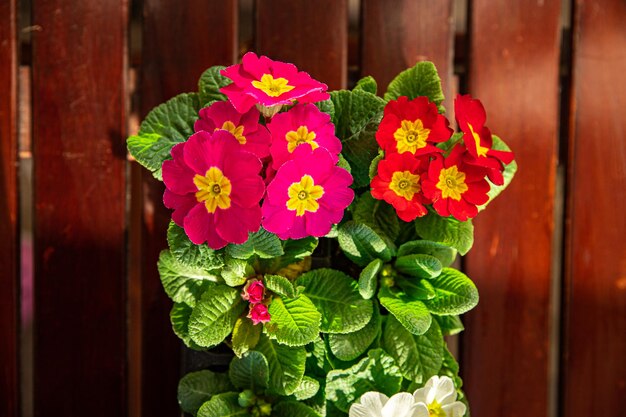 primrose flowers in flower pot outdoor blooming garden street flower vegetation