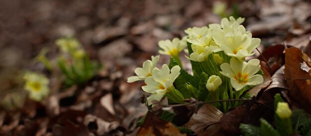 Primrose forest bloomed in the spring