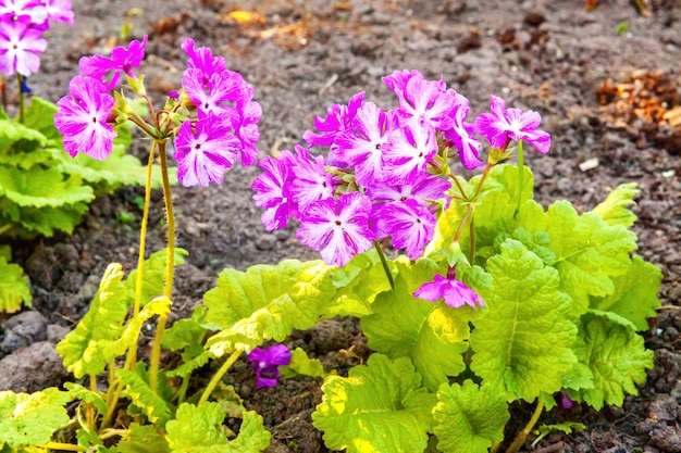 Primrose primula with pink flowers inspirational natural floral spring or summer blooming garden or ...