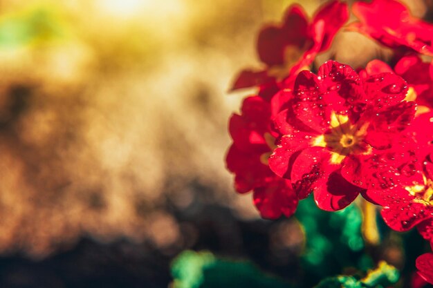 赤い花とプリムローズプリムラインスピレーションを与える自然の花の春または夏咲く庭または柔らかい日光とぼやけたボケの背景の下で公園カラフルな咲く生態自然の風景