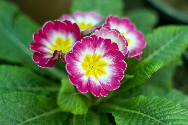 Primrose Violet Gold Verset plant