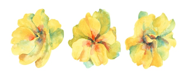 Primrose watercolor flower Several yellow primrose buds on a white background