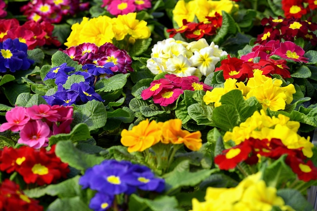 Primroses being cultivated in a field