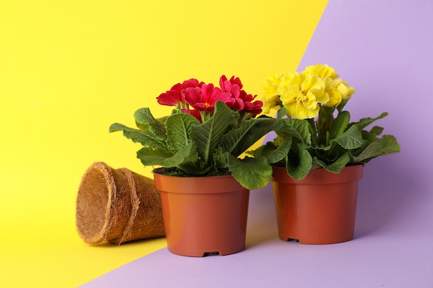 Primroses in pots on two tone background, space for text