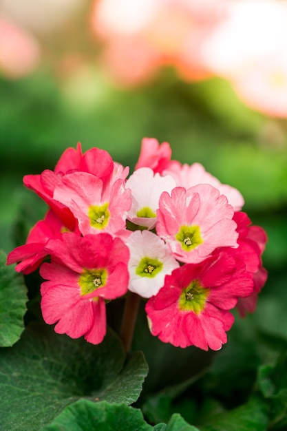 Primula bloemen