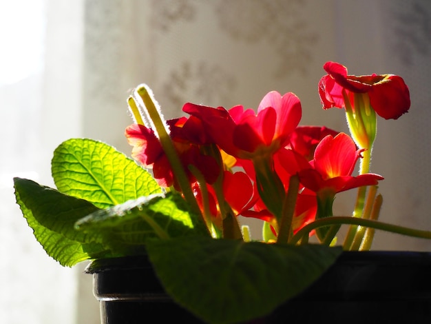 Primula een geslacht van planten uit de Primulaceae-familie van de Ericales-orde Binnenbloementeelt als hobby Rode heldere bloem met een geel centrum Zijaanzicht in het tegenlicht vanuit het raam