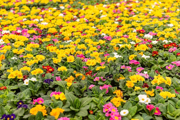 Primula flowers with leaves