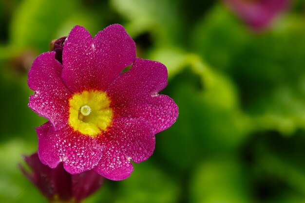 Primula. fiore da giardino, primula.