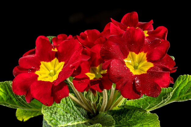 Foto primula lopen rode bloemen op een zwarte achtergrond