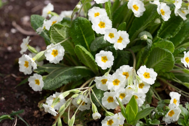 Primula of sleutelbloem Bloei in het vroege voorjaar Primula Primula Vulgaris