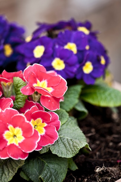 写真 プリムラピンクとブルーの鉢植えの花。