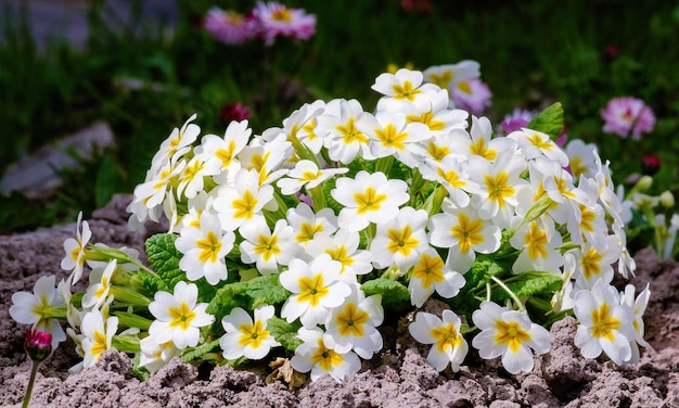 Primula vulgaris the common primrose bright flowering plant Primulaceae White flowers in the garden