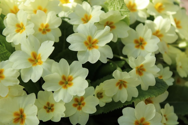 Primula vulgaris, the common primrose, is a species of flowering plant in the family Primulaceae.