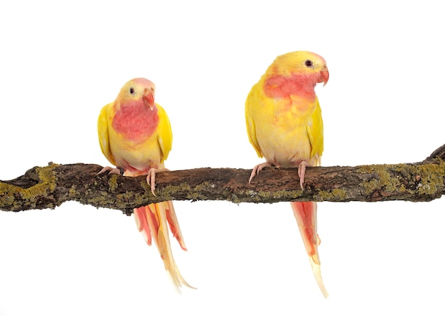 Princess parrot in front of white background