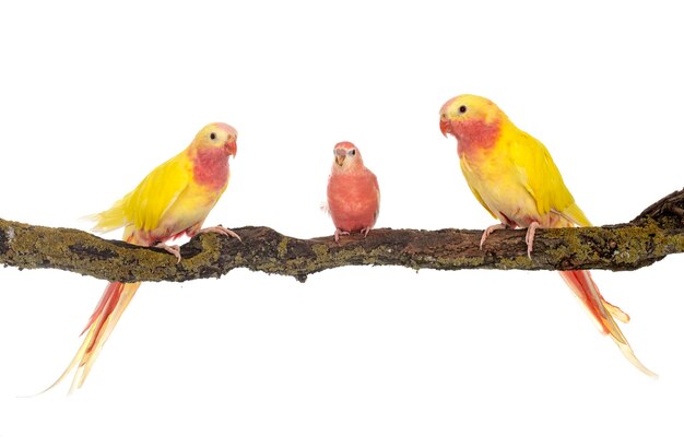 Princess parrot in front of white