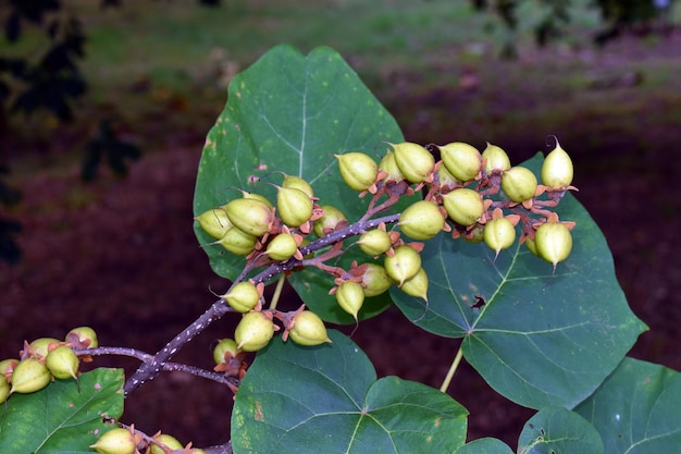 공주 나무 오동 나무 tomentosa 잎과 과일
