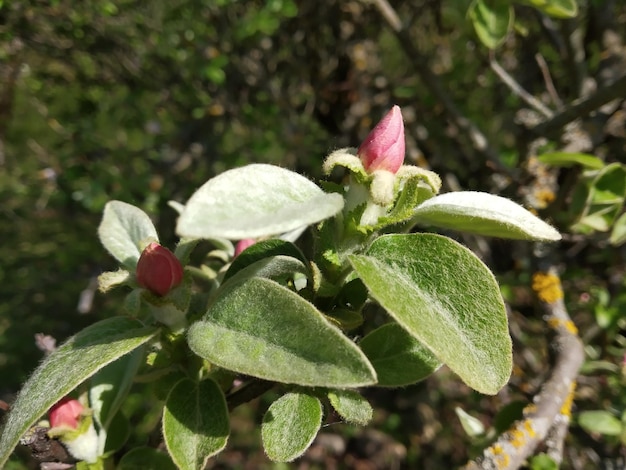 Pring Tijd Afbeelding