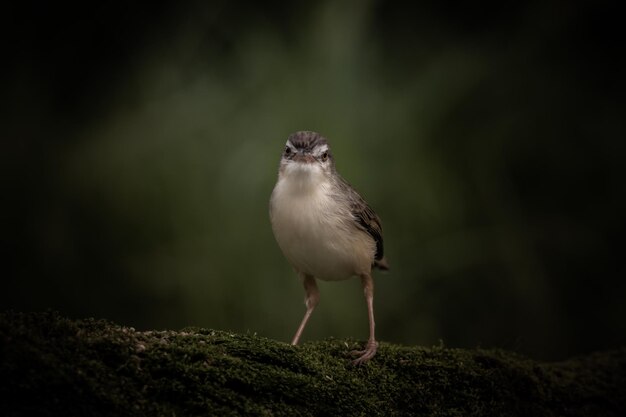 가지 나무에 Prinia inornata