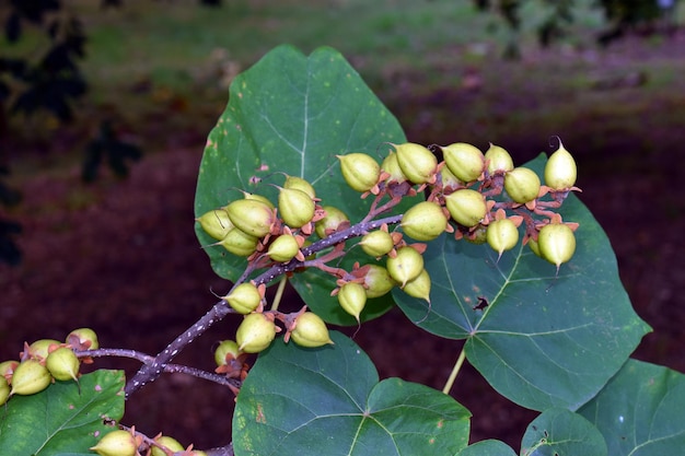 Foto prinsessenboom paulownia tomentosa bladeren en vruchten