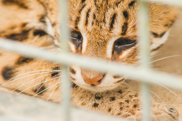 Prionailurus bengalensis trapped in a cage with no freedomxAxA