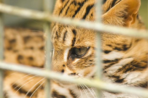 Prionailurus bengalensis intrappolato in una gabbia senza libertàxaxa