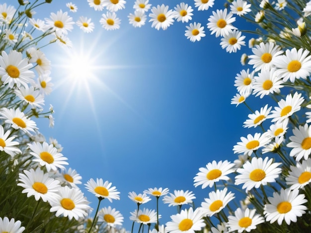 A pristine field of white daisies