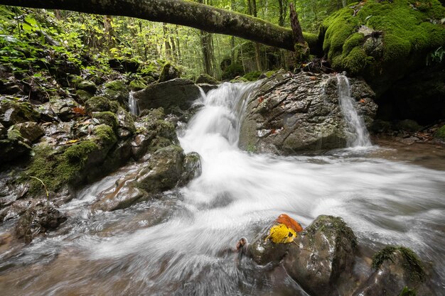 Pristine river stream flowing through green ancient mossy forest Slovakia Europe