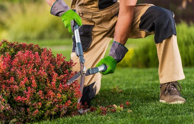 Foto pro gardener trim planten takken