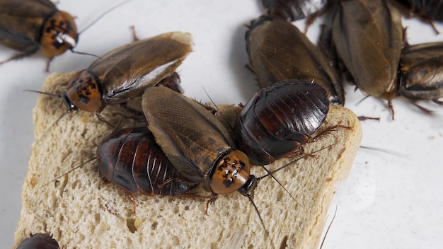 The problem in the house because of cockroaches living in the kitchen.Cockroach eating whole wheat bread on white background. Cockroaches are carriers of the disease.