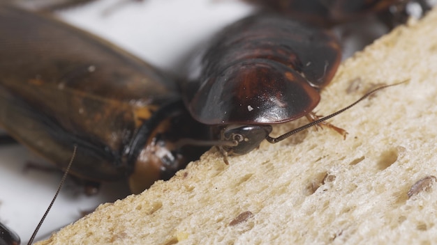 The problem in the house because of cockroaches living in the kitchen. Cockroach eating whole wheat bread on white background(Isolated background). Cockroaches are carriers of the disease.