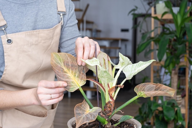 Problemen bij de teelt van kamerplanten Problemen bij de teelt van kamerplanten Philodendron Birkin-bladeren aangetast door spint gele en droge toppen overlopen van planten wortelrot