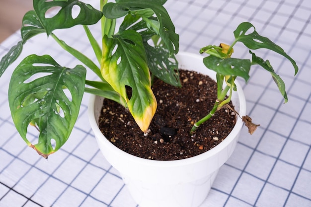 Problems in cultivation of domestic plants Monstera Monkey Mask leaves leaves with yellow dry tips wilted affected by spider mite overflow of plant rotting